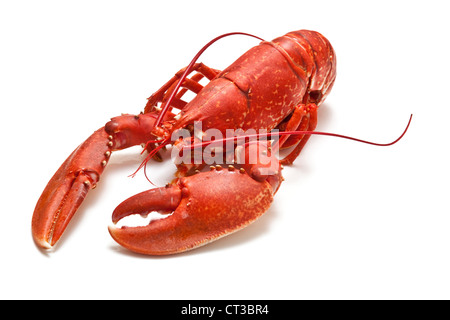 Gemeinsamen europäischen Hummer isoliert auf einem weißen Studio-Hintergrund gekocht. Stockfoto