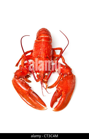 Gemeinsamen europäischen Hummer isoliert auf einem weißen Studio-Hintergrund gekocht. Stockfoto