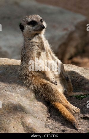 Erdmännchen im Taronga Zoo in Sydney, Australien. Stockfoto