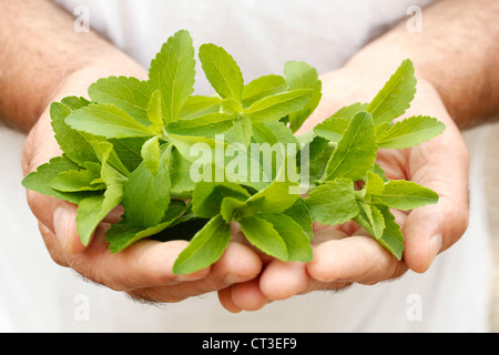 Süßes Kraut Stevia rebaudiana Stockfoto