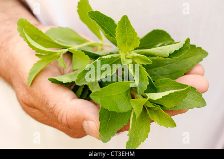 Süßes Kraut Stevia rebaudiana Stockfoto