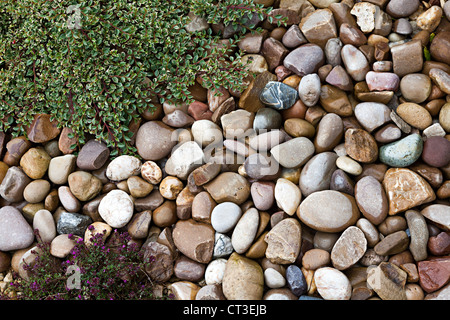 Kieselsteine als eine dekorative Bodenbedeckung im Garten, Wales, UK Stockfoto