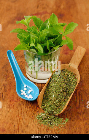 Süßes Kraut Stevia rebaudiana Stockfoto