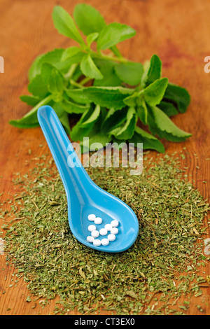Süßes Kraut Stevia rebaudiana Stockfoto