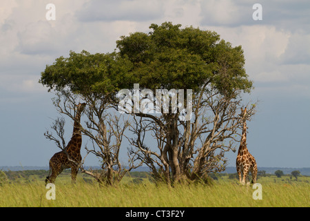 Rothschild Giraffen (Giraffa Plancius Rothschildi), Murchison Falls National Park, Uganda Stockfoto