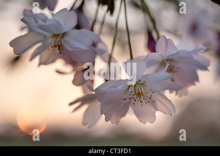 Zarten Kirschblüte Blüten mit einer subtilen untergehenden Sonne im Garten. Stockfoto