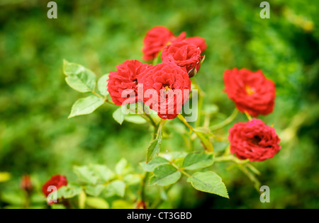 kleine rote Rosen mit grünen Hintergrund verschwommen Stockfoto