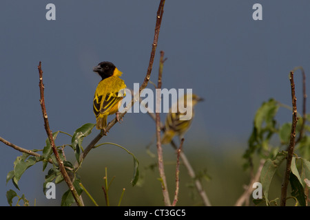 Geringerem maskierte Weber (Ploceus Intermedius), Murchison Falls National Park, Uganda Stockfoto