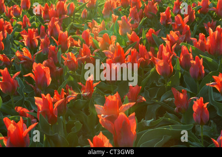 Berlin, Tulpen in voller Blüte Stockfoto