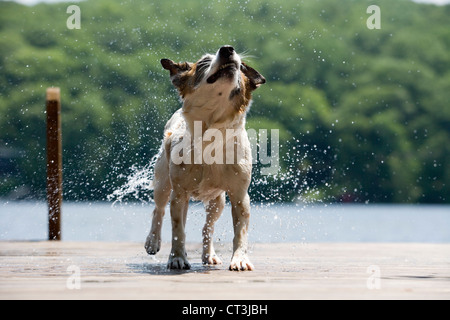 Hund schüttelt Wasser Fell am dock Stockfoto