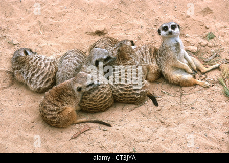 Erdmaennchen im Taronga Zoo in Sydney Stockfoto