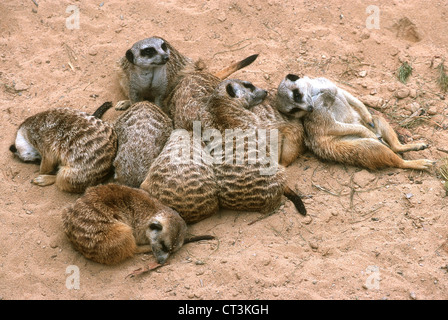 Erdmaennchen im Taronga Zoo in Sydney Stockfoto