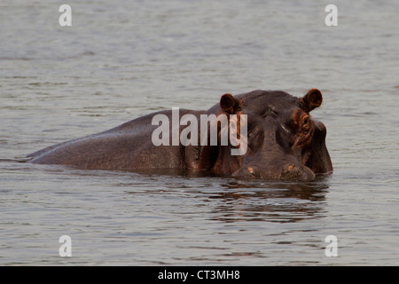 Flusspferd (Hippopotamus Amphibius), Nil, Uganda Stockfoto