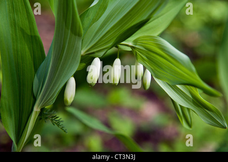 Polygonatum Odoratum, allgemein bekannt als eckige Salomos Siegel oder Duftkerzen Salomos-Siegel in Nahaufnahme Kemeru Nationalpark-Lettland Stockfoto