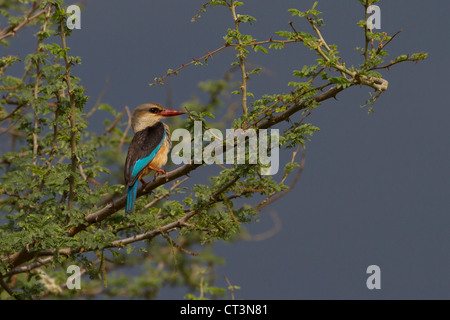 Grey-Headed Kingfisher (Halcyon Leucocephala), Murchison Falls National Park, Uganda Stockfoto