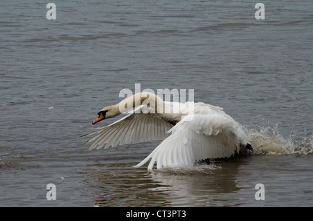 Ausziehen aus einem Fluss Swan Stockfoto