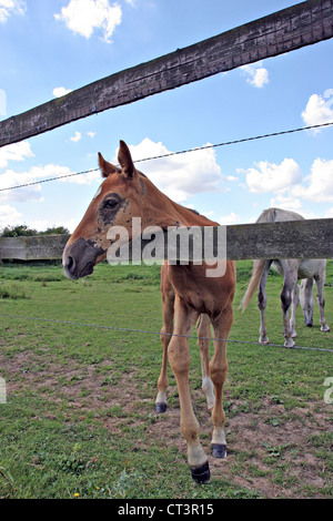 FRANZÖSISCHE SADDLEBRED HORSE Stockfoto