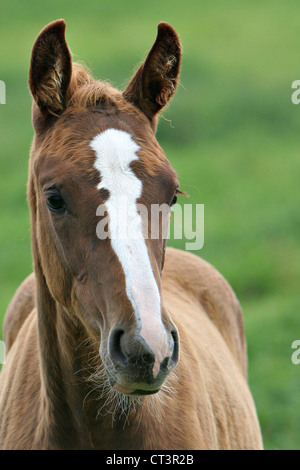 FRANZÖSISCHE SADDLEBRED HORSE Stockfoto