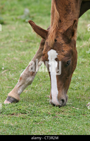 FRANZÖSISCHE SADDLEBRED HORSE Stockfoto