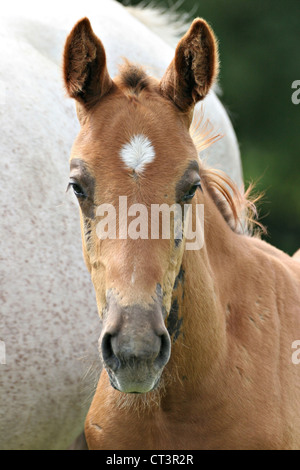 FRANZÖSISCHE SADDLEBRED HORSE Stockfoto