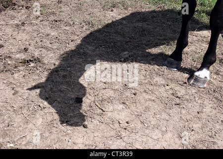 FRANZÖSISCHE SADDLEBRED HORSE Stockfoto