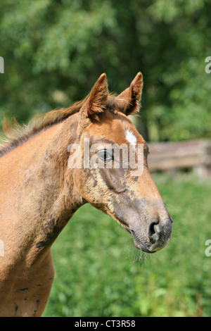 FRANZÖSISCHE SADDLEBRED HORSE Stockfoto