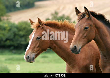 FRANZÖSISCHE SADDLEBRED HORSE Stockfoto