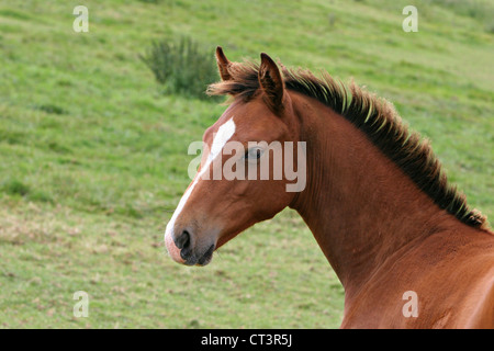 FRANZÖSISCHE SADDLEBRED HORSE Stockfoto