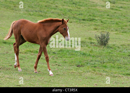 FRANZÖSISCHE SADDLEBRED HORSE Stockfoto