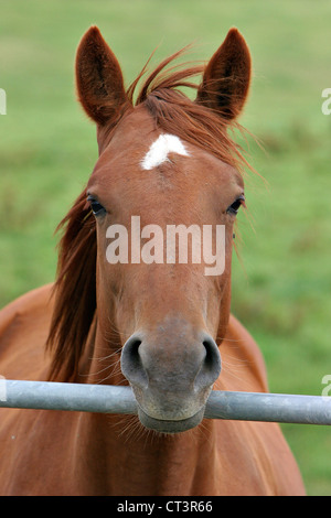 FRANZÖSISCHE SADDLEBRED HORSE Stockfoto