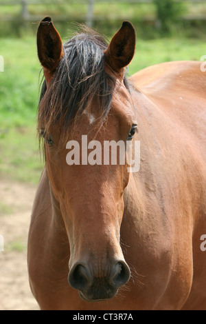 FRANZÖSISCHE SADDLEBRED HORSE Stockfoto