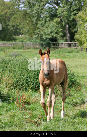 FRANZÖSISCHE SADDLEBRED HORSE Stockfoto