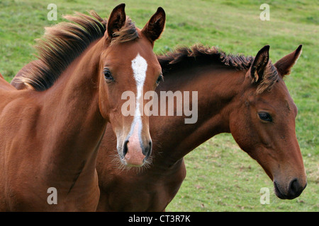 FRANZÖSISCHE SADDLEBRED HORSE Stockfoto