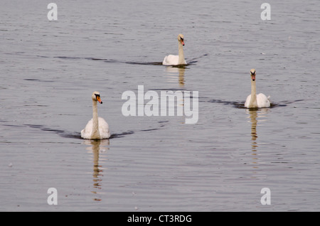 Three swans swimming along a river Stockfoto