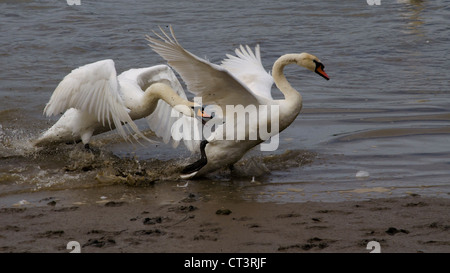 Schwäne kämpfen Stockfoto