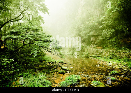 Goldene Peitsche Creek im Nationalpark Zhangjiajie Stockfoto