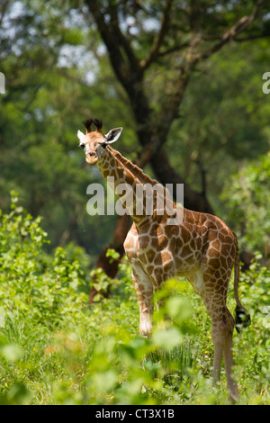 Rothschild Giraffen (Giraffa Plancius Rothschildi), Murchison Falls National Park, Uganda Stockfoto