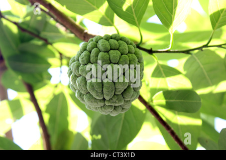 Eine rohe Frucht Annona Squamosa, Zucker Ananas Flaschenbaum Custard apple Stockfoto