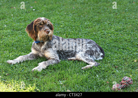 HUND, DRAHTHAAR DEUTEN GRIFFON Stockfoto