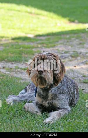 HUND, DRAHTHAAR DEUTEN GRIFFON Stockfoto