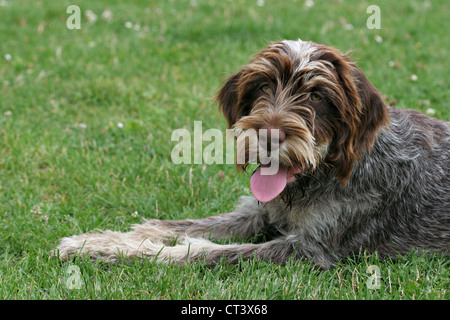 HUND, DRAHTHAAR DEUTEN GRIFFON Stockfoto