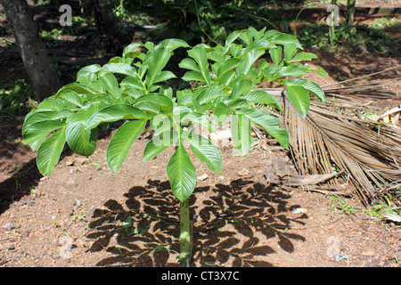 Pflanze der Elefantenfuß Yam oder Amorphophallus paeoniifolius Stockfoto