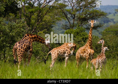 Rothschild Giraffen (Giraffa Plancius Rothschildi), Murchison Falls National Park, Uganda Stockfoto