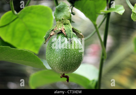 Früchte von Passiflora Edulis gemeinhin als Passionsfrucht/Maracuja Stockfoto