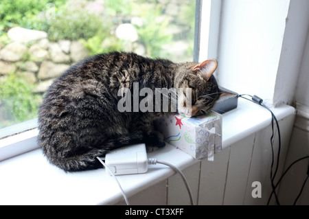 Eine Katze schläft mit seinem Kopf auf ein Geburtstagsgeschenk Stockfoto
