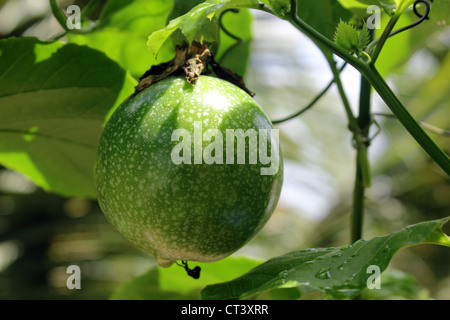 Früchte von Passiflora Edulis gemeinhin als Passionsfrucht/Maracuja Stockfoto