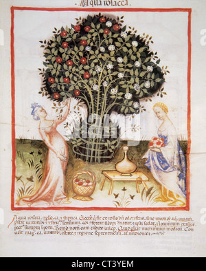 Tacuinum Sanitatis. 14. Jahrhundert. Mittelalterliche Handbuch der Gesundheit. Frauen, die Rosen, Rosenwasser mit ihren Blüten zu machen. Folio 93r. Stockfoto