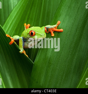 Red eyed Treefrog im tropischen Regenwald von Costa Rica Stockfoto