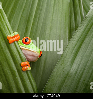 Rote Augen Laubfrosch, versteckt zwischen Blätter im tropischen Regenwald Costa Rica neugierig Tier Stockfoto