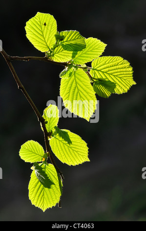 Hintergrundbeleuchtung lässt von einem Haselnuss Baum UK Stockfoto